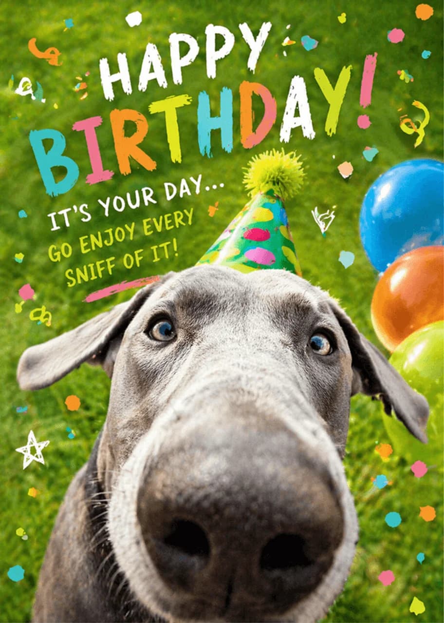 Happy Birthday dog in party hat — go enjoy every sniff of it!